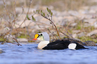 Koningseider / King Eider