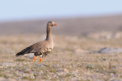 Kolgans / Greater White-fronted Goose