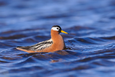 Rosse Franjepoot / Red Phalarope