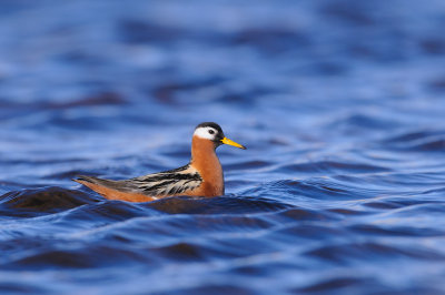 Rosse Franjepoot / Red Phalarope