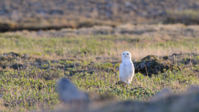 Sneeuwuil / Snowy Owl