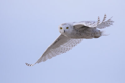 Sneeuwuil / Snowy Owl