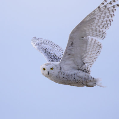 Sneeuwuil / Snowy Owl