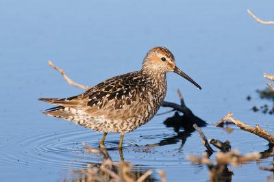 Steltstrandloper / Stilt Sandpiper