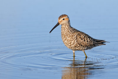 Steltstrandloper / Stilt Sandpiper