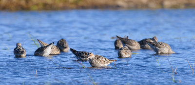 Steltstrandloper / Stilt Sandpiper