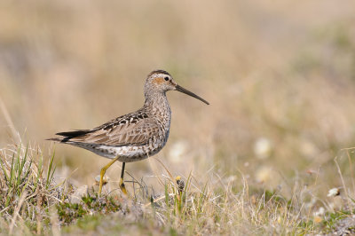 Steltstrandloper / Stilt Sandpiper