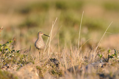 Steltstrandloper / Stilt Sandpiper