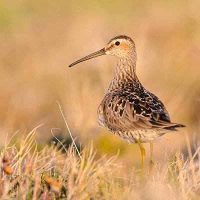 Steltstrandloper / Stilt Sandpiper