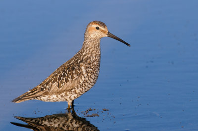 Steltstrandloper / Stilt Sandpiper