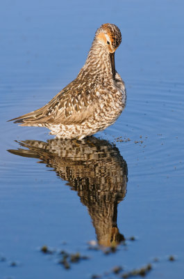 Steltstrandloper / Stilt Sandpiper