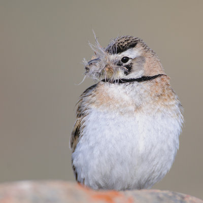 Strandleeuwerik / Shore Lark