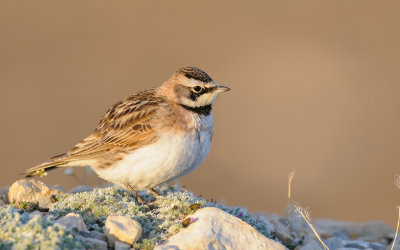 Strandleeuwerik / Shore Lark