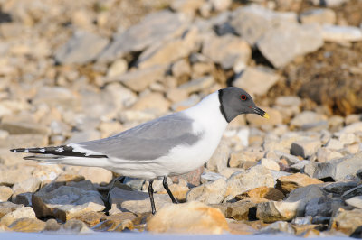 Vorkstaartmeeuw / Sabine's Gull 