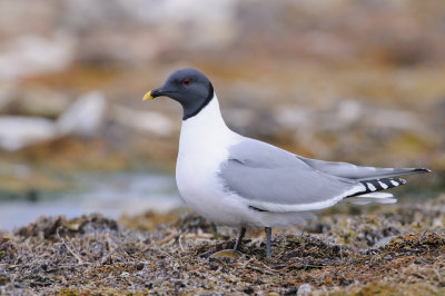 Vorkstaartmeeuw / Sabine's Gull 