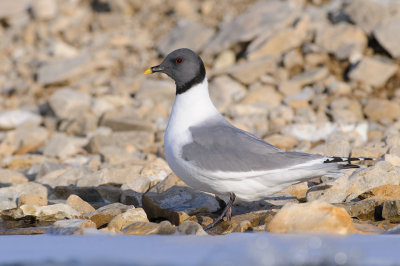 Vorkstaartmeeuw / Sabine's Gull 