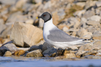 Vorkstaartmeeuw / Sabine's Gull 