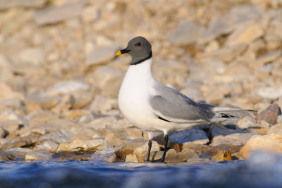 Vorkstaartmeeuw / Sabine's Gull 