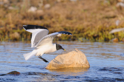 Vorkstaartmeeuw / Sabine's Gull 