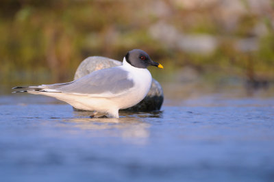 Vorkstaartmeeuw / Sabine's Gull 