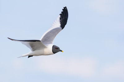 Vorkstaartmeeuw / Sabine's Gull 