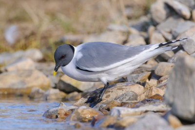 Vorkstaartmeeuw / Sabine's Gull 