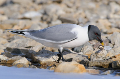 Vorkstaartmeeuw / Sabine's Gull 