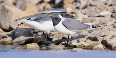 Vorkstaartmeeuw / Sabine's Gull 