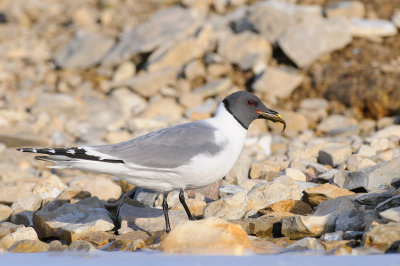 Vorkstaartmeeuw / Sabine's Gull 