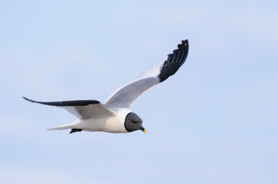 Vorkstaartmeeuw / Sabine's Gull 