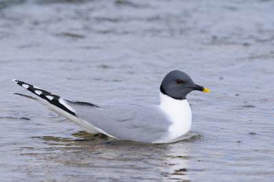 Vorkstaartmeeuw / Sabine's Gull 