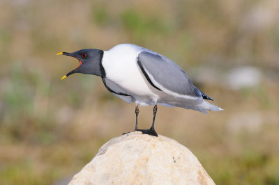 Vorkstaartmeeuw / Sabine's Gull 