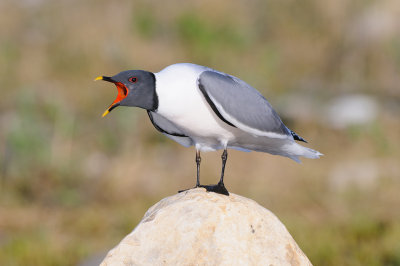 Vorkstaartmeeuw / Sabine's Gull 