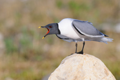 Vorkstaartmeeuw / Sabine's Gull 