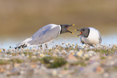 Vorkstaartmeeuw / Sabine's Gull 