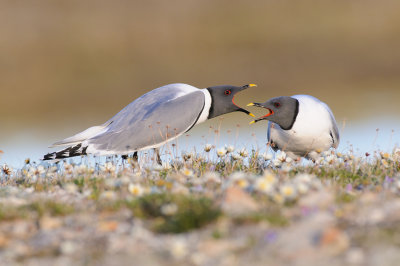 Vorkstaartmeeuw / Sabine's Gull 