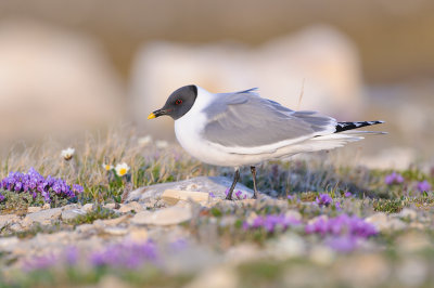 Vorkstaartmeeuw / Sabine's Gull 