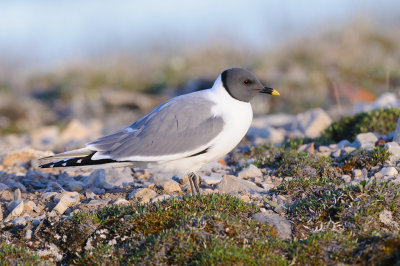 Vorkstaartmeeuw / Sabine's Gull 