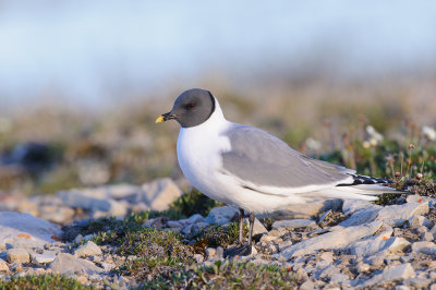 Vorkstaartmeeuw / Sabine's Gull 