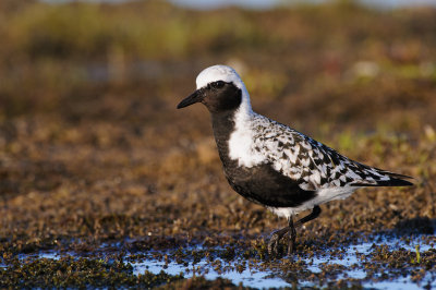 Zilverplevier / Black-bellied Plover