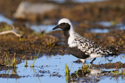 Zilverplevier / Black-bellied Plover