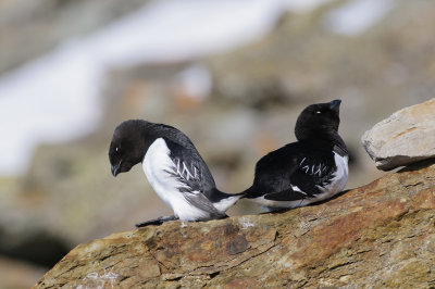 Kleine Alk / Little Auk