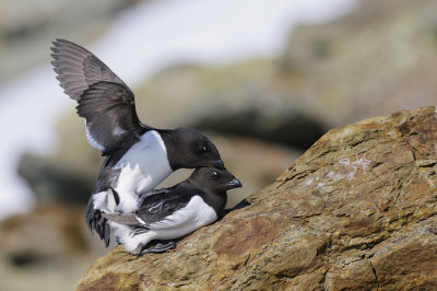 Kleine Alk / Little Auk