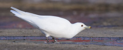 Ivoormeeuw / Ivory Gull