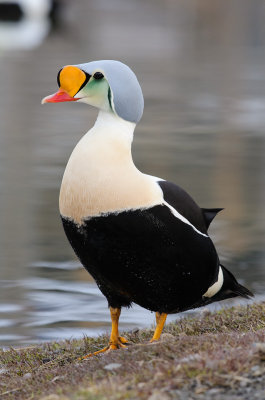 Koningseider / King Eider