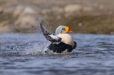 Koningseider / King Eider