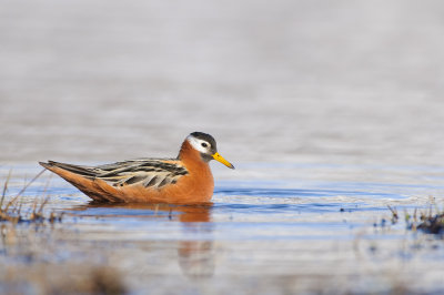 Rosse Franjepoot / Red Phalarope