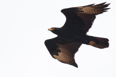 Zwarte arend / Verreauxs' eagle