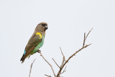 Meyers Papegaai / Meyer's Parrot,