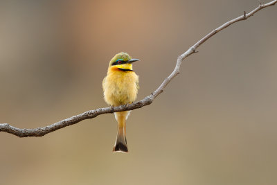 Dwergbijeneter / Little Bee-eater